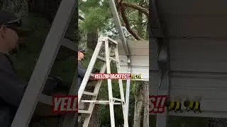 #yellowjackets #nature #outdoors #construction #carport #bigbites #sting #paperbag #notscared