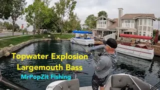 Largemouth Bass Topwater explosion on whopper plopper. Like and subscribe for more action