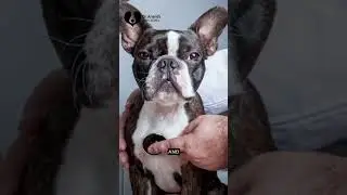 40 years of experience in pet care.🐕