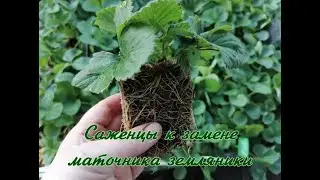 Саженцы ЗКС к замене маточника земляники