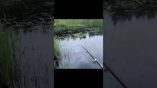 ✅У кого такой же клев ??#рыбалка#топ#рекомендации