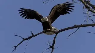 BaldEagles Is 40 31