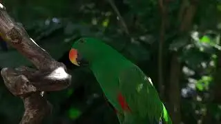 Free stock video of Amazon Rainforest and Wildlife