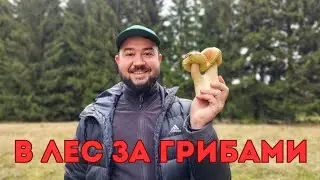 Грибы осенью 2024 Белые грибы!