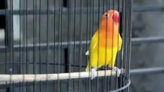 SUARA BURUNG : Pertarungan Love Bird Ngekek Panjang, Calon Juara Nasional