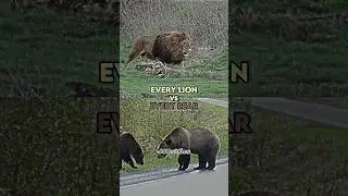 Every lion vs every bear