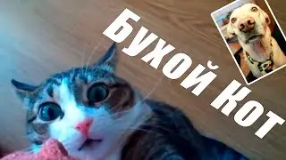 Шарик Шоу - Бухой кот (выпуск 47)