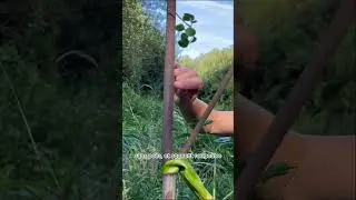 L'angélique sylvestre #plantessauvagescomestibles #nature