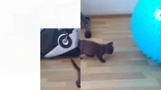 Новый друг.Котёнок.