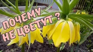 Why don't imperial fritillaries bloom?