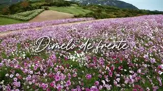 Cuando no me miras - Dani Labbé & Horacio Fernández (Official Lyric Video)
