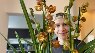 ЗАЦЕНИТЕ МОЙ НОВЫЙ ЦИМБИДИУМ !☺️