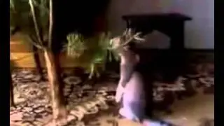 Новый год 2014 Как котёнок ёлку съел New Year 2014 Kitten is eating a Christmas tree