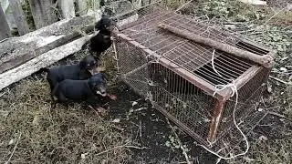 Облаивание кошки