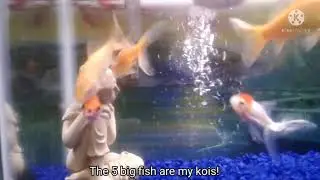 a random fish video cause I don't have a koi pond