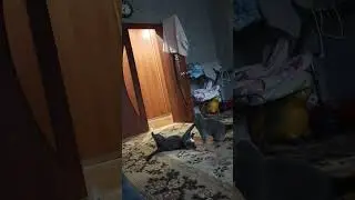 Котэ-борцухи!)