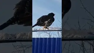 Глухарь залетел в гости 😎