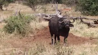 Wildlife on the Chobe River Botswana