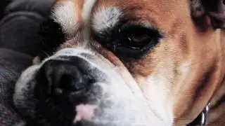 My Dog Mason