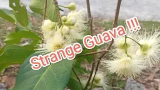 Strange Guava