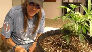 The weed nerd episode 337