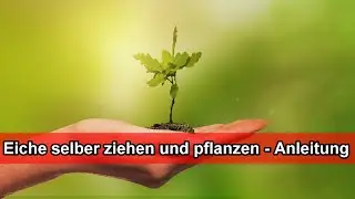 Growing an oak tree from acorns – Growing an oak tree from seeds – Planting acorns in pots correctly
