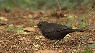 Vroege Vogels - Lok merel, zanglijster, koperwiek en kramsvogel