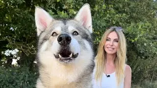 THE TIMBER DOG - DANGEROUS WOLFDOG or FLUFFY PET?