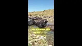 Can buffalo swim?🌍🐃 | The Truth About These Majestic Animals