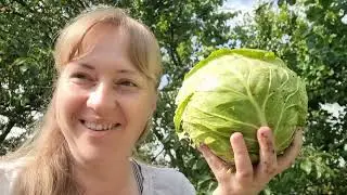 Урожай капусты, свеклы и моркови! Варенье малиновое на зиму, Рис с овощами, Жизнь в частном доме