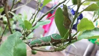 Catterpillar's Red Antenna