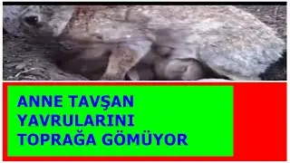 ANNE TAVŞAN YAVRULARI KORUMAK İÇİN TOPRAĞA GÖMEREK SAKLIYOR!