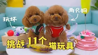 The master bought 11 cat toys for the 2 dogs,and five of them were destroied in an instant!