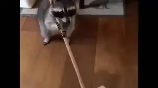 I got a new maid