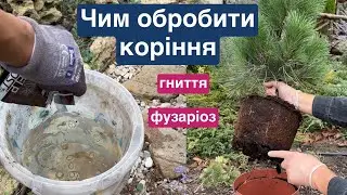 Чим обробити  коріння , щоб не хворіло.