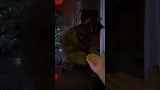 Послушная кошка Мася 