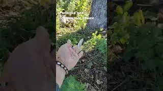 рыбалка для брошенных кошек 