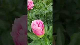 пион KATHY S TOUCH