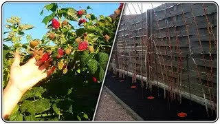 195. Raspberry, prepared the bed for winter and finalized the design.