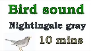 Bird sound #2 - Nightingale gray