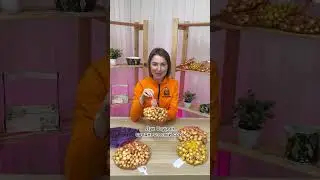 Как выбрать лук-севок для весенней посадки?|обзор сорта от Усадьба-Семена