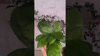 Хойя finlaysonii #plants #обзор_растений #комнатныерастения #мояколлекция #хойи #растениявдоме