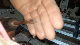 CARA ASAH MATA BOR DENGAN BENAR