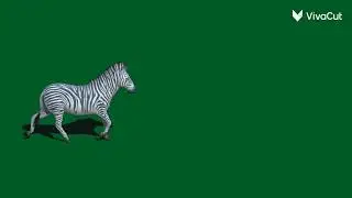 Zebra walking green screen