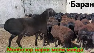 DUSHANBE MARKET OPTUM MARKET SHEEP AND GOAT PRICES November 2021