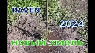 НОВЫЙ ХМЕЛЬ 2024