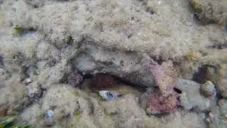 Tide Pool Octopus 06 / 01 / 2019