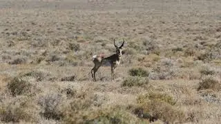 Pronghorn Buck In Utah Wilderness