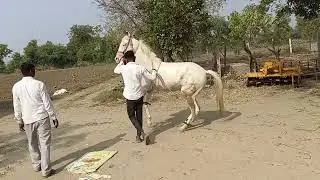 #horse #trending #viral #youtube #video #new #hindi #shorts #short