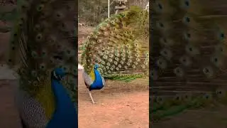 Peacock video||Peacock 🦚🦚call||Peacock sound🔊||#shorts #peacock #call
